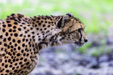 beautiful cheetah (Acinonyx jubatus) in her natural habitat