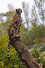 beautiful cheetah (Acinonyx jubatus) in her natural habitat