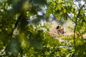 beautiful cheetah (Acinonyx jubatus) in her natural habitat