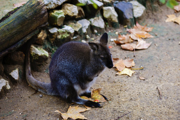 Swamp wallaby, Wallabia bicolor, is a small macropod marsupial o