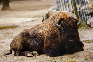 American buffalo bison on farm