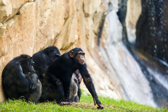 expressive image whit chimpanzee monkey at zoo