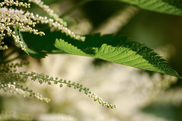 A beautiful close-up of white astilbe flowers