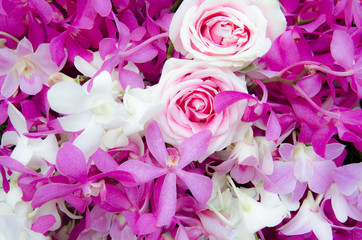 Beautifu Freshl Rose and Orchid Pink Flower. Pink Flower is famous to be gift in Valentine Festival . Can use for Wallpaper, Background and Texture.