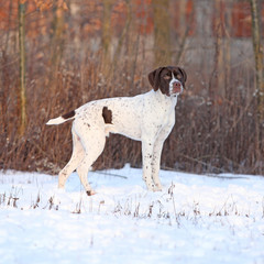 Amazing French Pointing Dog in winter