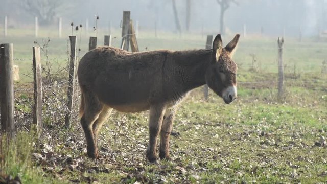 Domestic donkey in a meadow