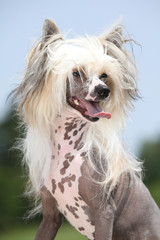 Portrait of Chinese Crested Dog