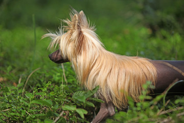 Naklejka premium Portrait of Chinese Crested Dog