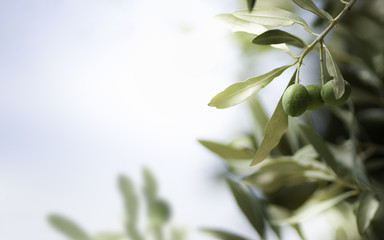Horizontales Bild eines Olivenbaums mit freiem Platz auf der linken Seite.