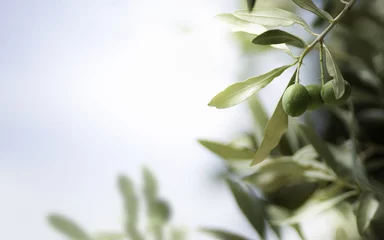Fotobehang Olijfboom Horizontale afbeelding van een olijfboom, met vrije ruimte aan de linkerkant.