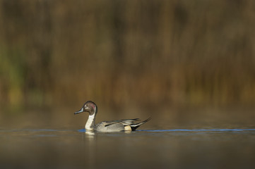 A male Northern Pintail swims along on a bright sunny morning against a smooth brown background.