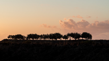 Silhouette of trees in cloudy sunrise. Cyprus island