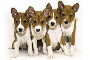 puppies sitting on the bed