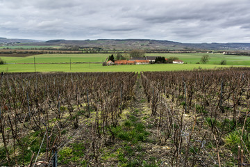 Province Champagne, vineyard near Dormans, France