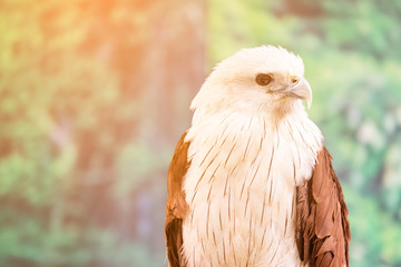 Close up of Brahminy kite or Red-backed sea-eagle