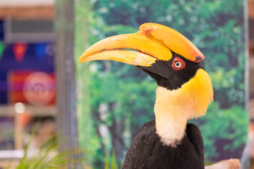 Close up of Yellow Billed Hornbill or Great indian hornbill