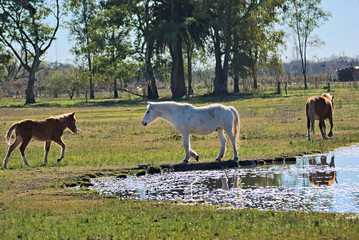 White pony on a field in Argentina