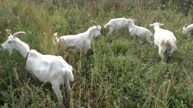 White goats grazing on green grass
