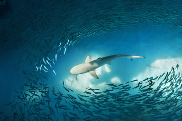 Fototapeta premium Shark and small fishes in ocean