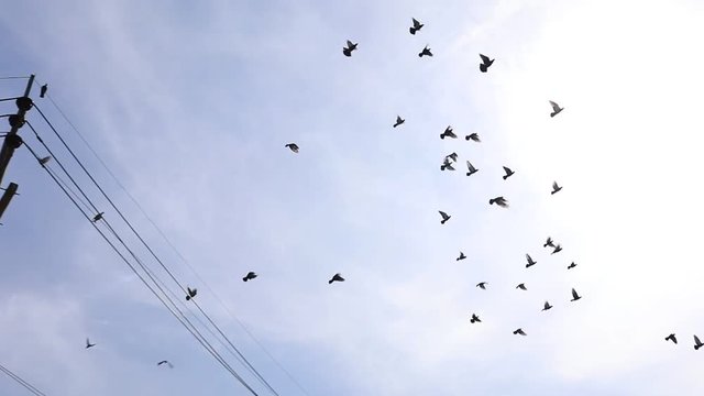 Flight of pigeons against the sky - slow motion