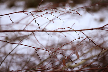 Fototapeta na wymiar Branches without leaves with drops. Abstract branches background in winter.