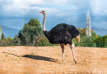 A male ostrich walking in a zoo