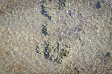  leaf  Coral after low tide at Bakanyai, Satun province, Thailan