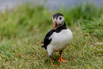 Puffin