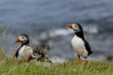 Puffin