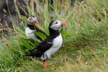 Puffin
