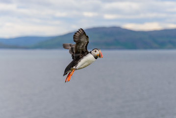 Puffin