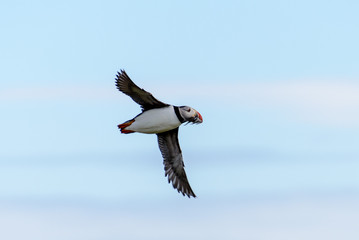Puffin