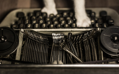 Cat's paws on keyboard of vintage typewriter - high angle view.