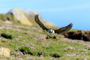 Puffin