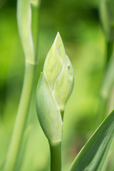 Buds of iris, green plant