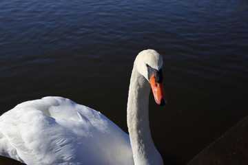 Fototapeta premium コブハクチョウ( 瘤白鳥 / Cygnus olor / Mute Swan )