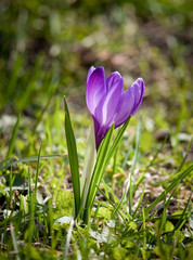 Beautiful purple crocus flowers on a natural background in spring