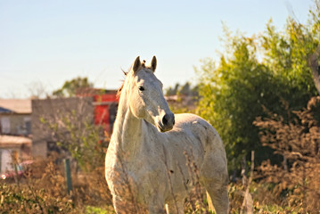 Beautiful white horse on a field in Argentina