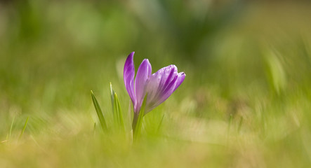 Beautiful purple crocus flowers on a natural background in spring