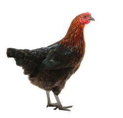 Black and red hen