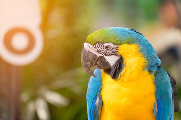 Close up of Blue-and-yellow macaw bird (Ara ararauna)