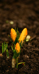 Beautiful orange crocus flowers on a natural background in spring