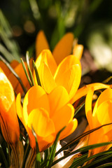 Beautiful orange crocus flowers on a natural background in spring