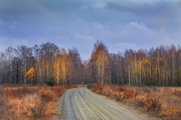 dirt path among birch autumn forest. bright yellow trees on both sides.  beautiful autumn day.
