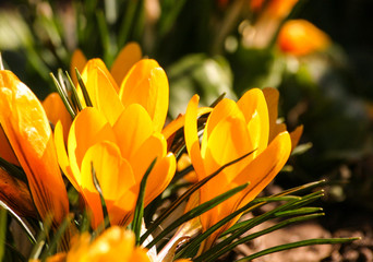 Beautiful orange crocus flowers on a natural background in spring