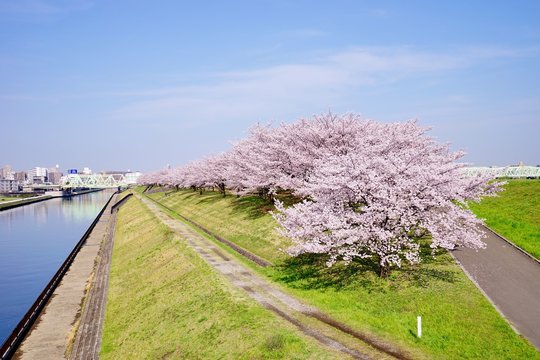 荒川赤羽桜堤緑地 Photos Royalty Free Images Graphics Vectors Videos Adobe Stock 荒川赤羽桜堤緑地 Photos Royalty Free Images Graphics Vectors Videos Adobe Stock