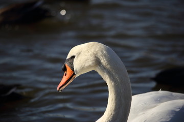 コブハクチョウ( 瘤白鳥 / Cygnus olor / Mute Swan )