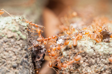 red ant