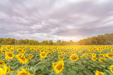beautiful sunflower plant in the field, Thailand