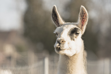 Obraz premium Lama - Lama glama